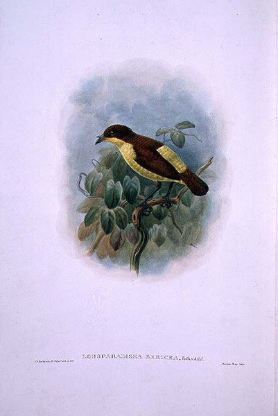 Loboparadisea serica, Ave del Paraíso de Pico de Agua (litografía en color) de W. and Keulemans J.G. Hart