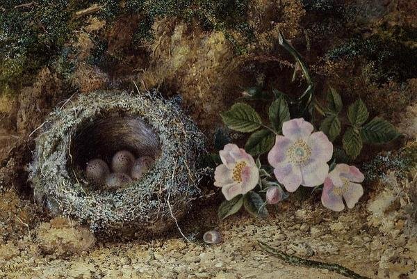 Nido de pájaro y rosas silvestres de W. M. Arundale