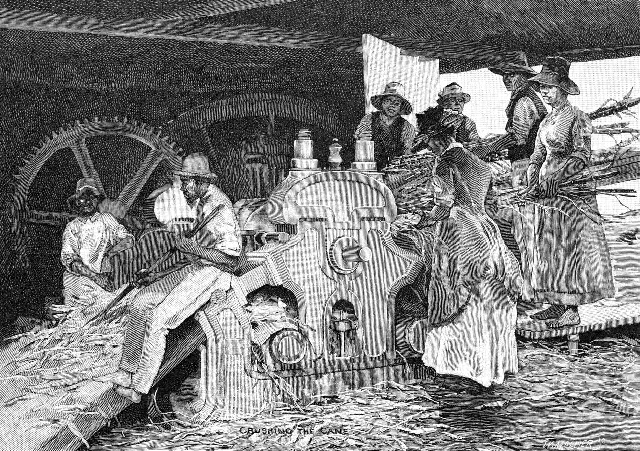 Triturando la caña, 1886 de W. Mollier