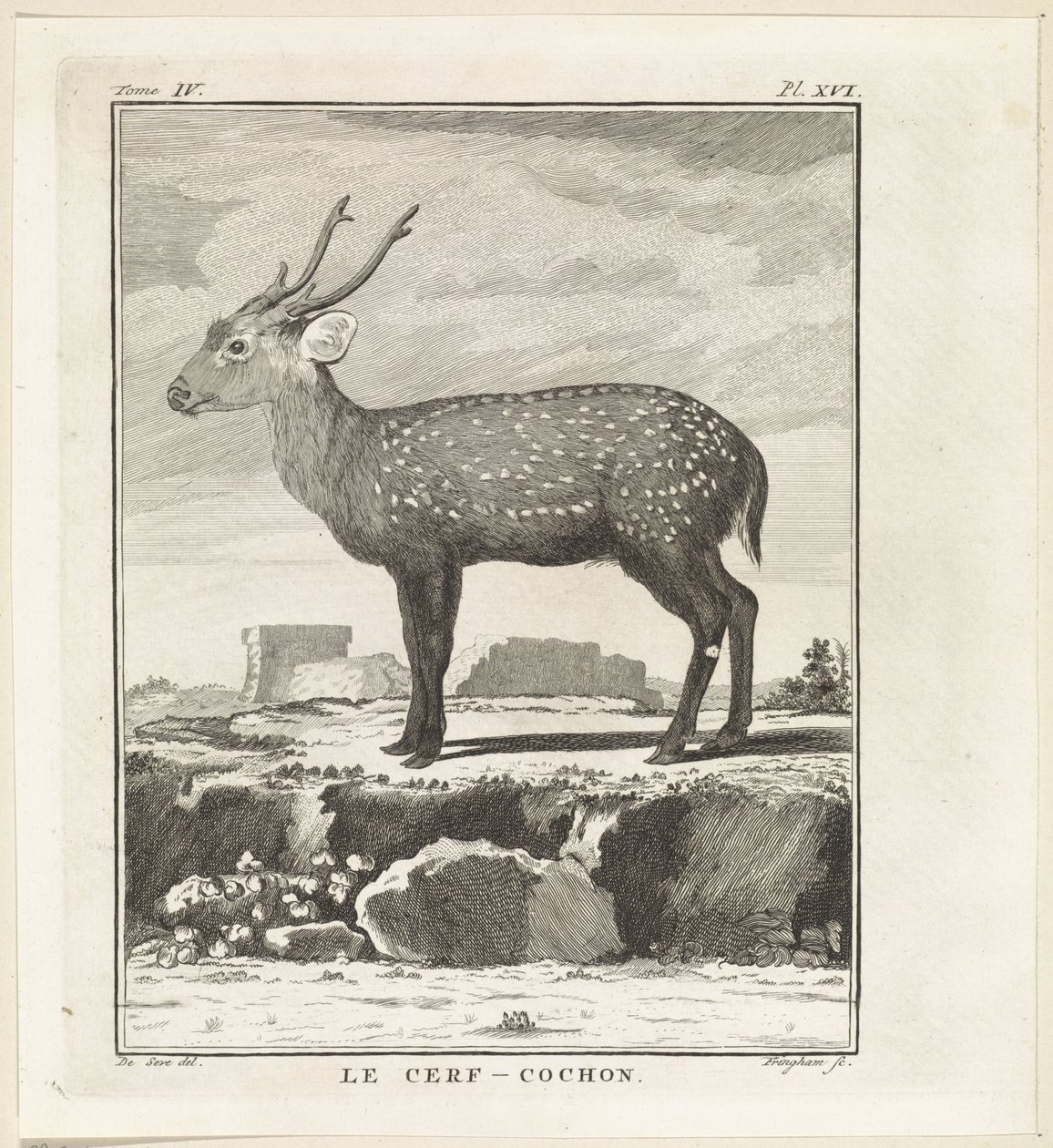 Hert
Le Cerf-Cochon (título en el objeto) de W. Tringham