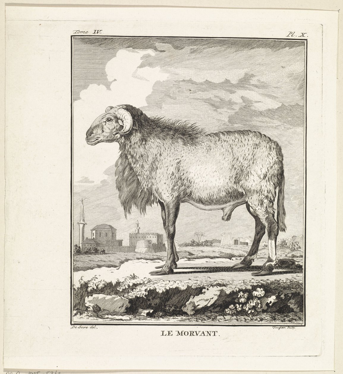 Ram
Le Morvant (título en el objeto) de W. Tringham