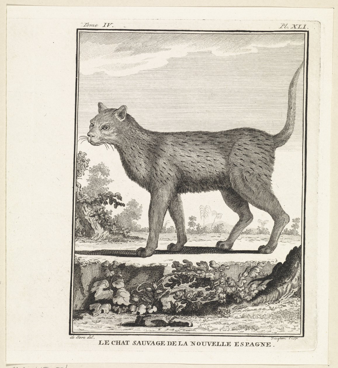 Wilde kat
El gato montés de la nueva España (título en el objeto) de W. Tringham