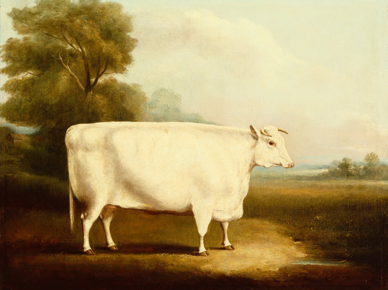 Un buey de cuerno corto en un campo (aceite) de W Willoughby