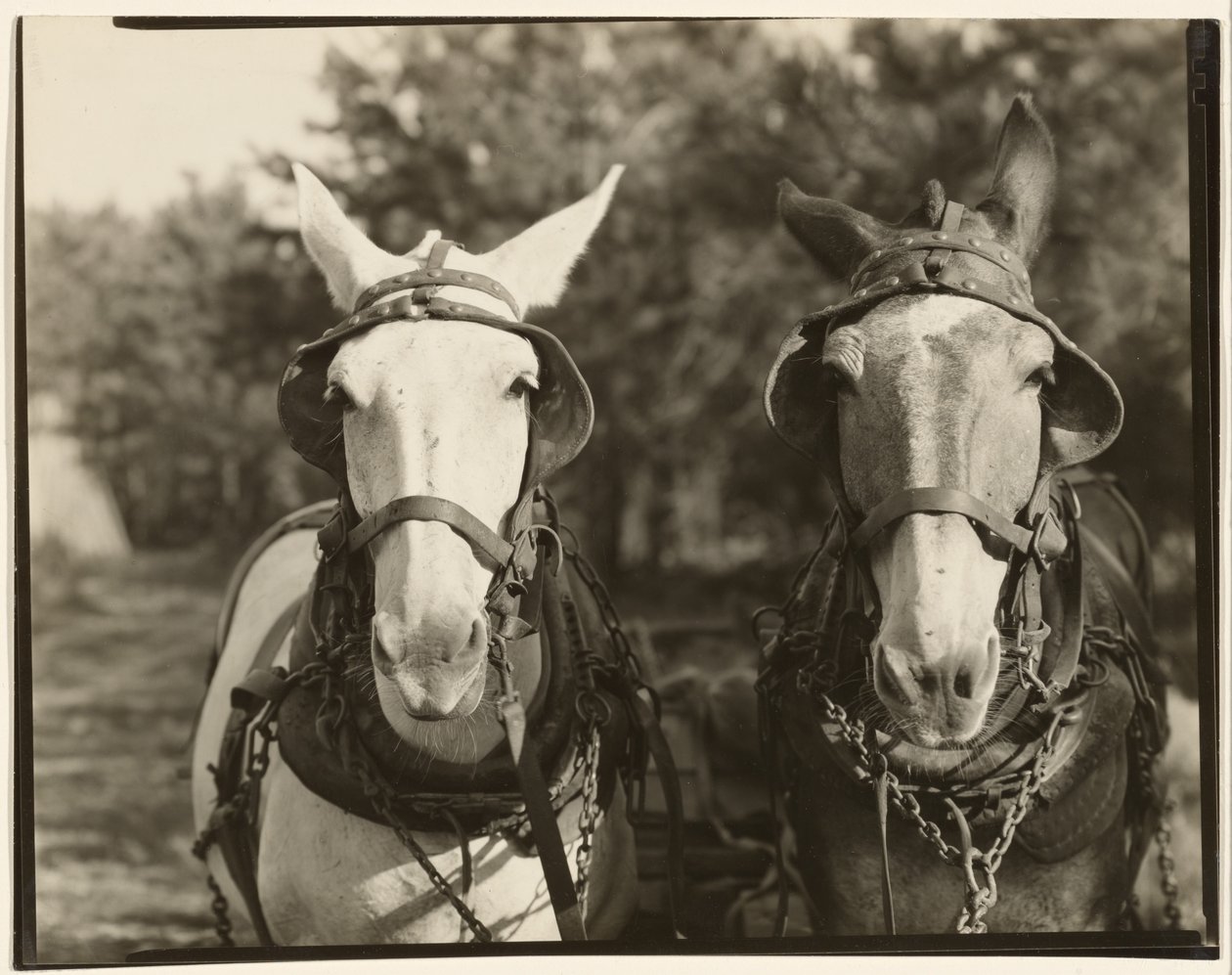 [Dos Mulas, Condado de Hale, Alabama] de Walker Evans