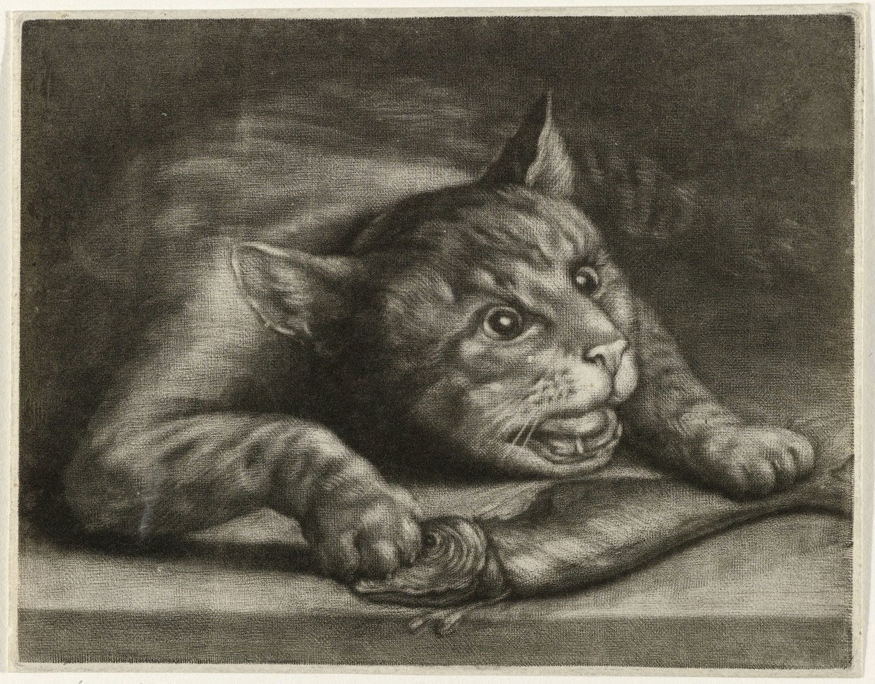 Gato con un pez de Wallerant Vaillant