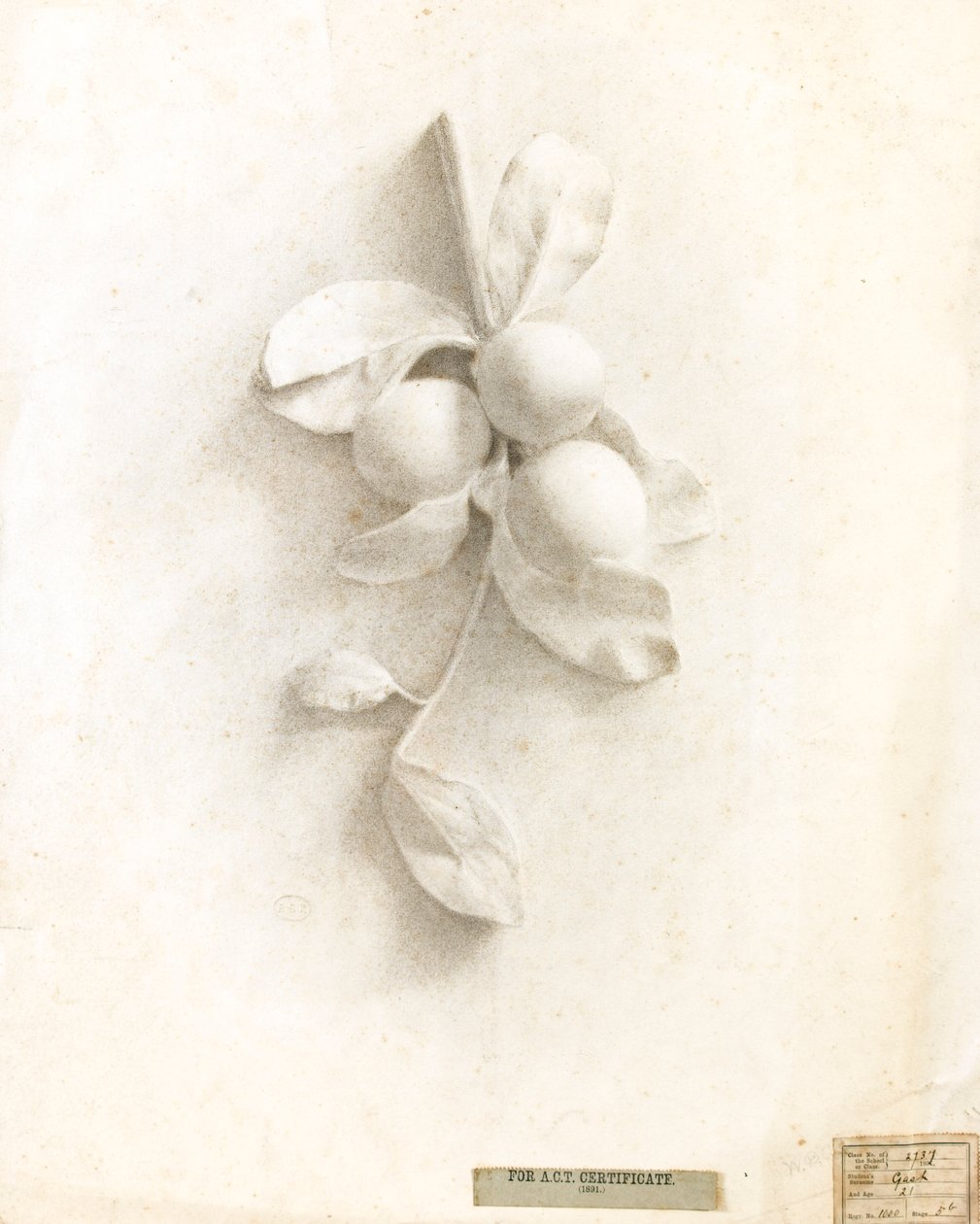 Dibujo de ciruelas en relieve de Walter Bonner Gash