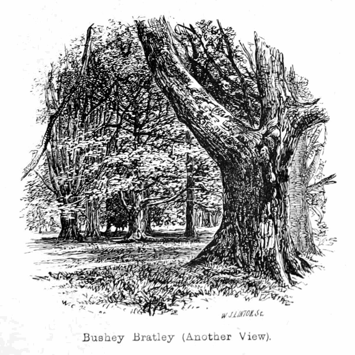 Bushey Bratley de Walter Crane