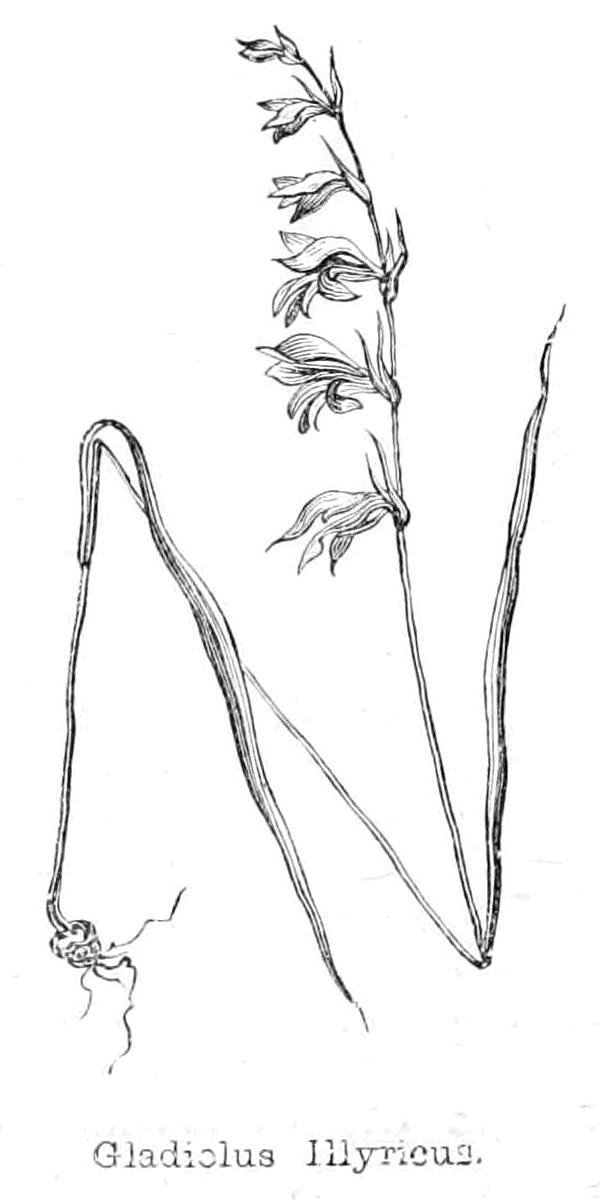 Gladiolo ilírico de Walter Crane