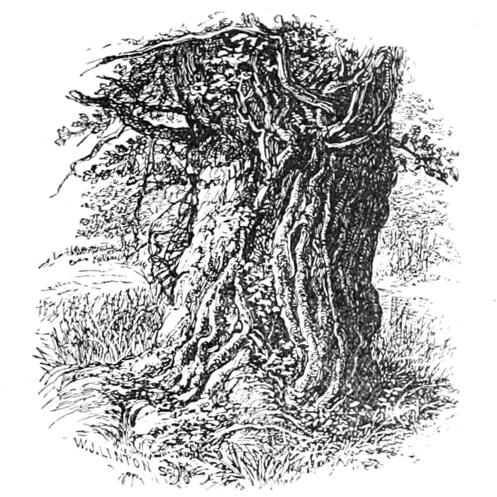 Viejo roble en Boldrewood de Walter Crane