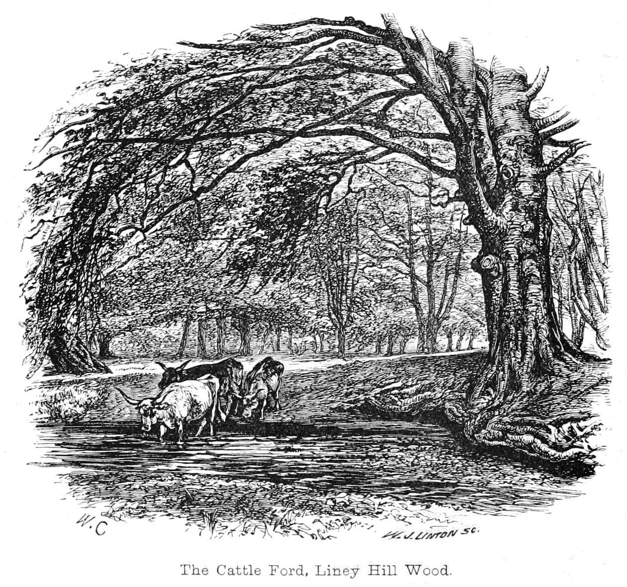 El Vado de Ganado, Bosque de Liney Hill de Walter Crane