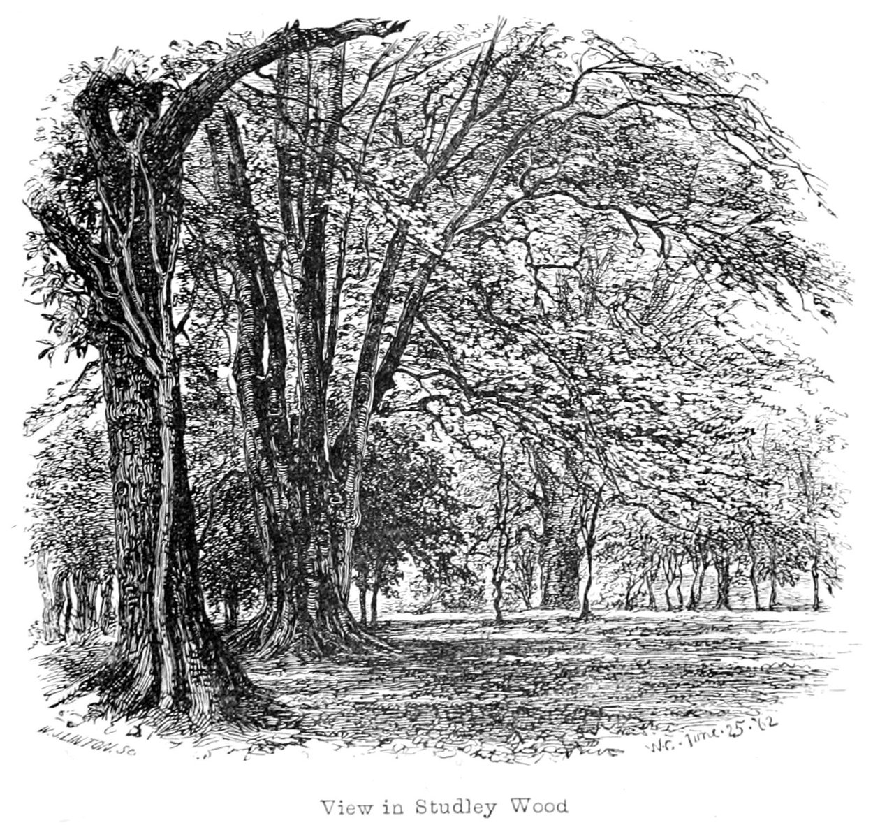 El Nuevo Bosque: su historia y su paisaje de Walter Crane