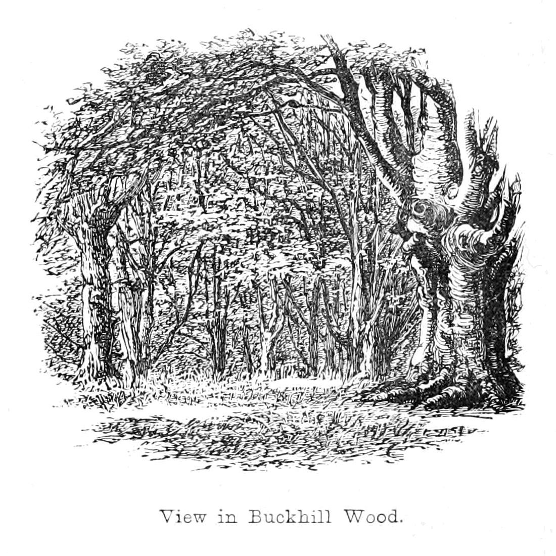 Vista en Buckhill Wood de Walter Crane