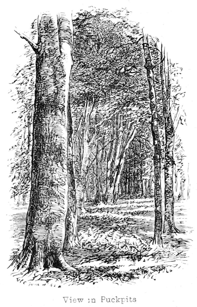 Vista en el Bosque de Puckpits de Walter Crane