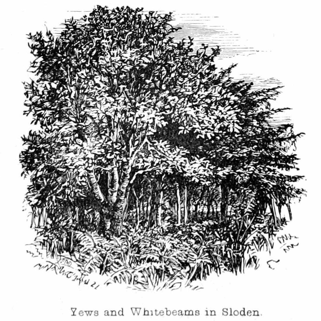 Tejos y Serbales en Sloden de Walter Crane