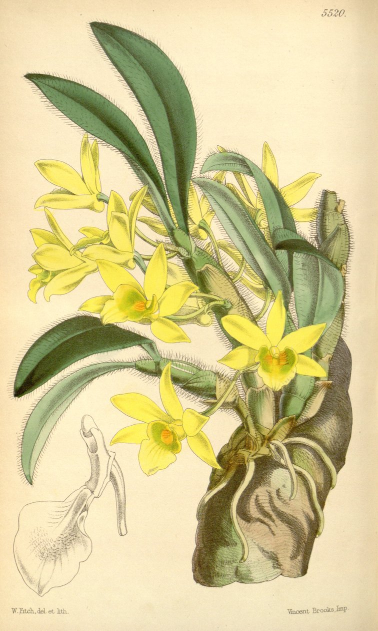 Ilustración de Dendrobium senile de Walter Hood Fitch