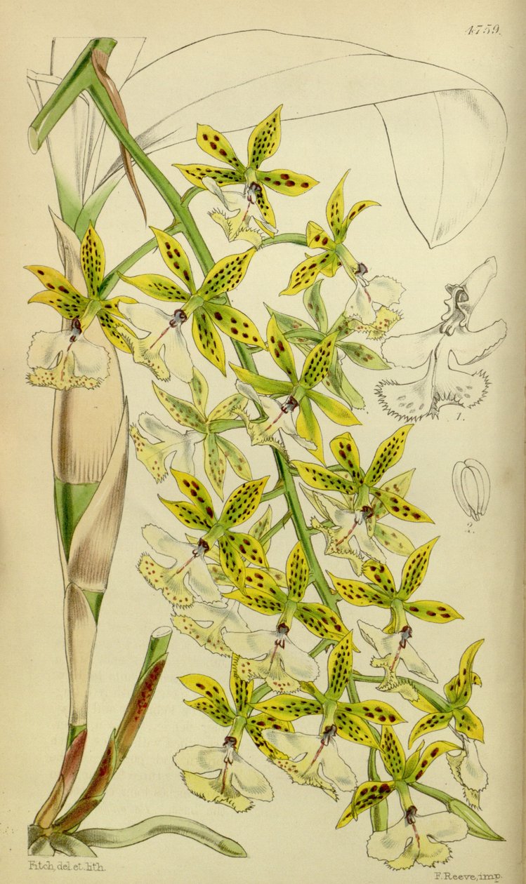 Ilustración de Epidendrum stamfordianum de Walter Hood Fitch