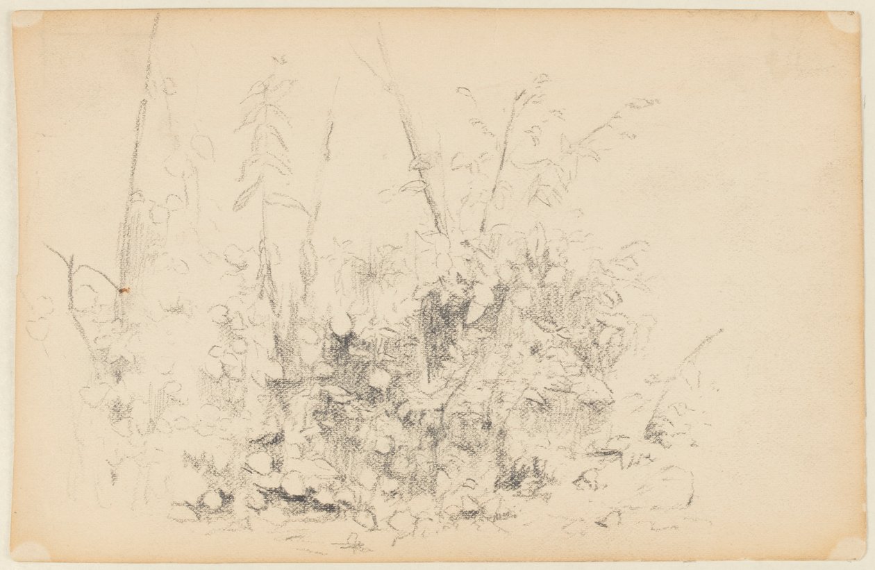 Boceto de Plantas Silvestres de Walter Clark