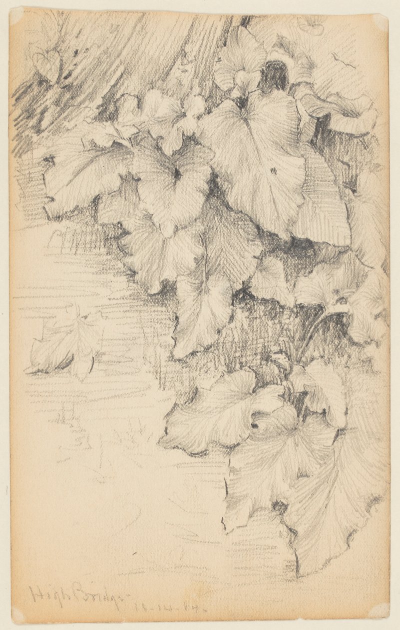 Estudio de plantas al borde del agua, High Bridge de Walter Clark