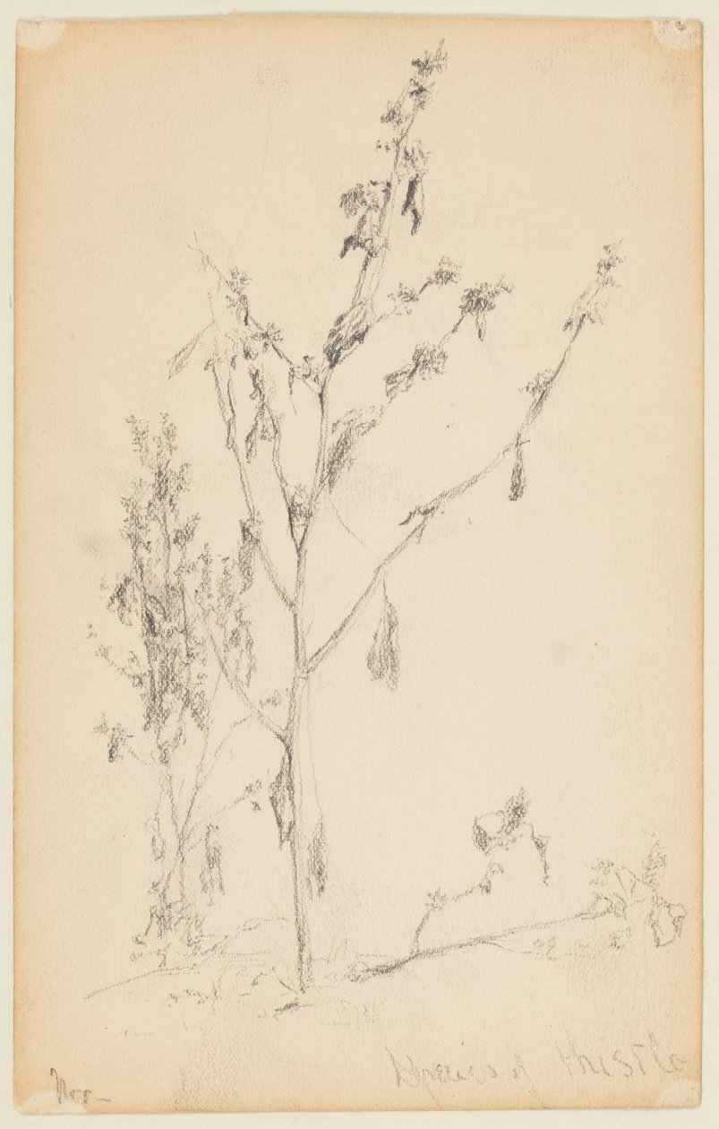 Estudio de cardos de Walter Clark