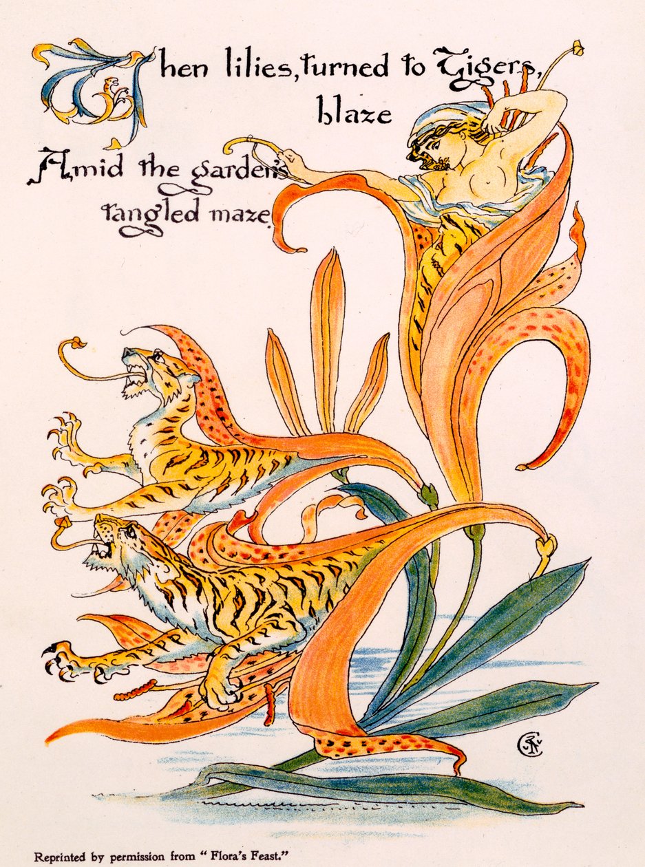 Lirios tigre, ilustración de 