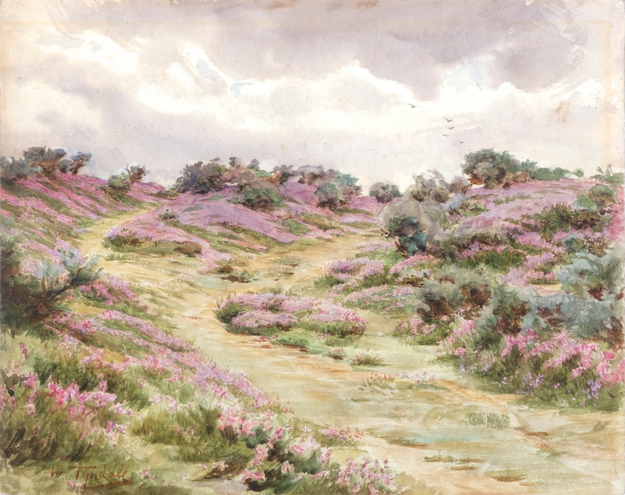 Brezo de Bell en la llanura de Setley (acuarela) de Walter Frederick Roofe Tyndale