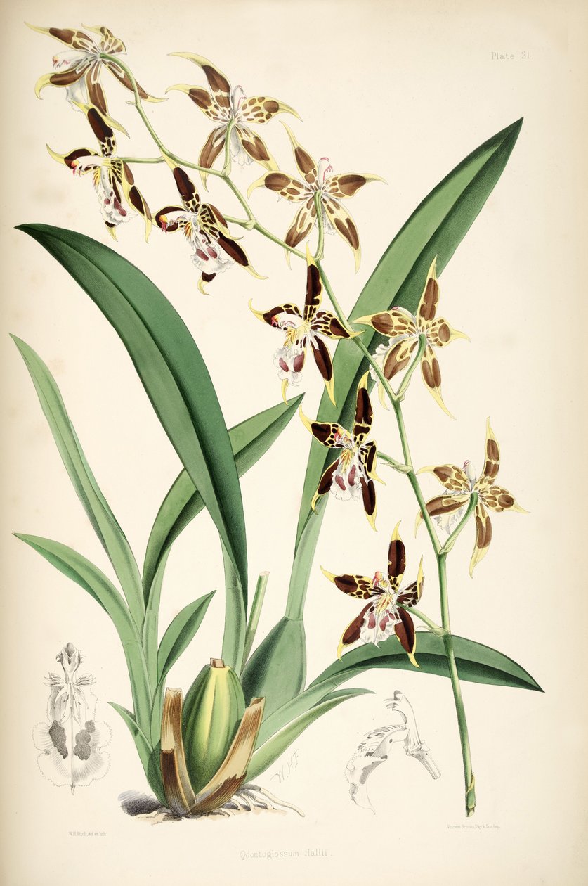 Odontoglossum hallii de Walter Hood Fitch