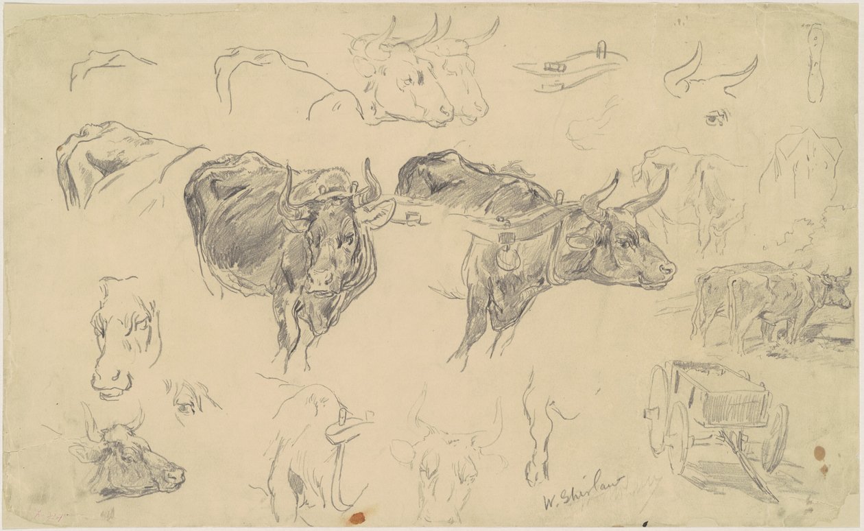 Estudios de bueyes de Walter Shirlaw