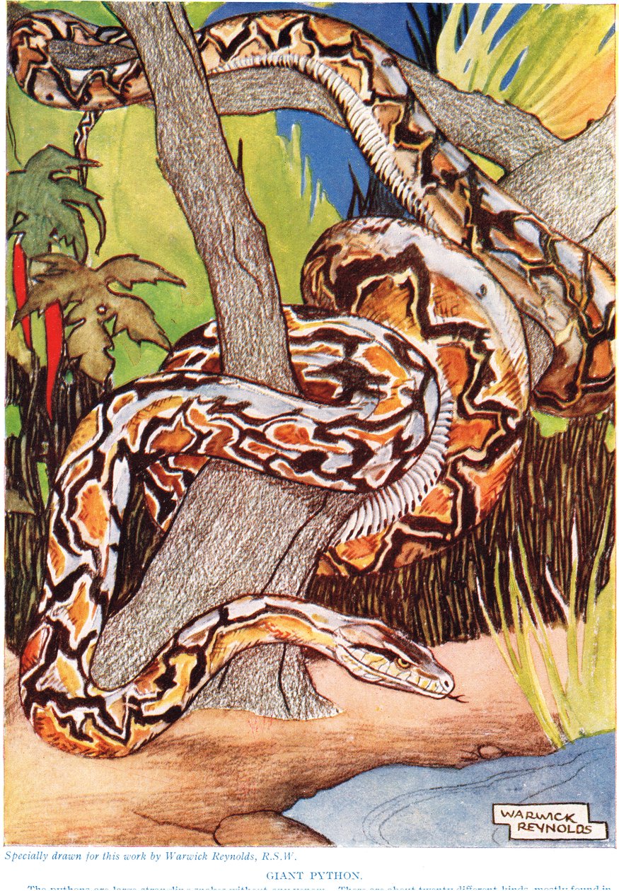 Pitón gigante, ilustración de 