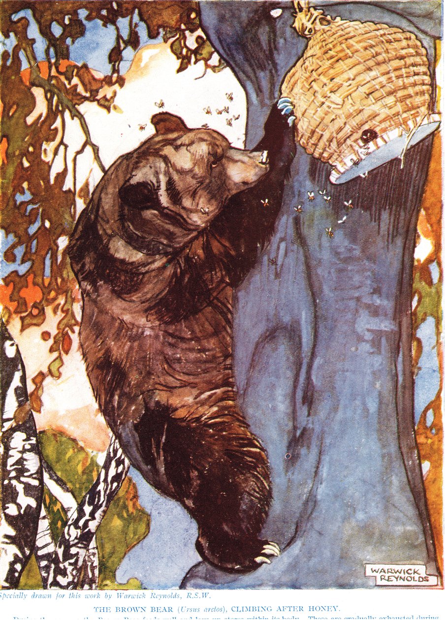 El oso pardo (Ursus arctos), trepando tras la miel, ilustración de 