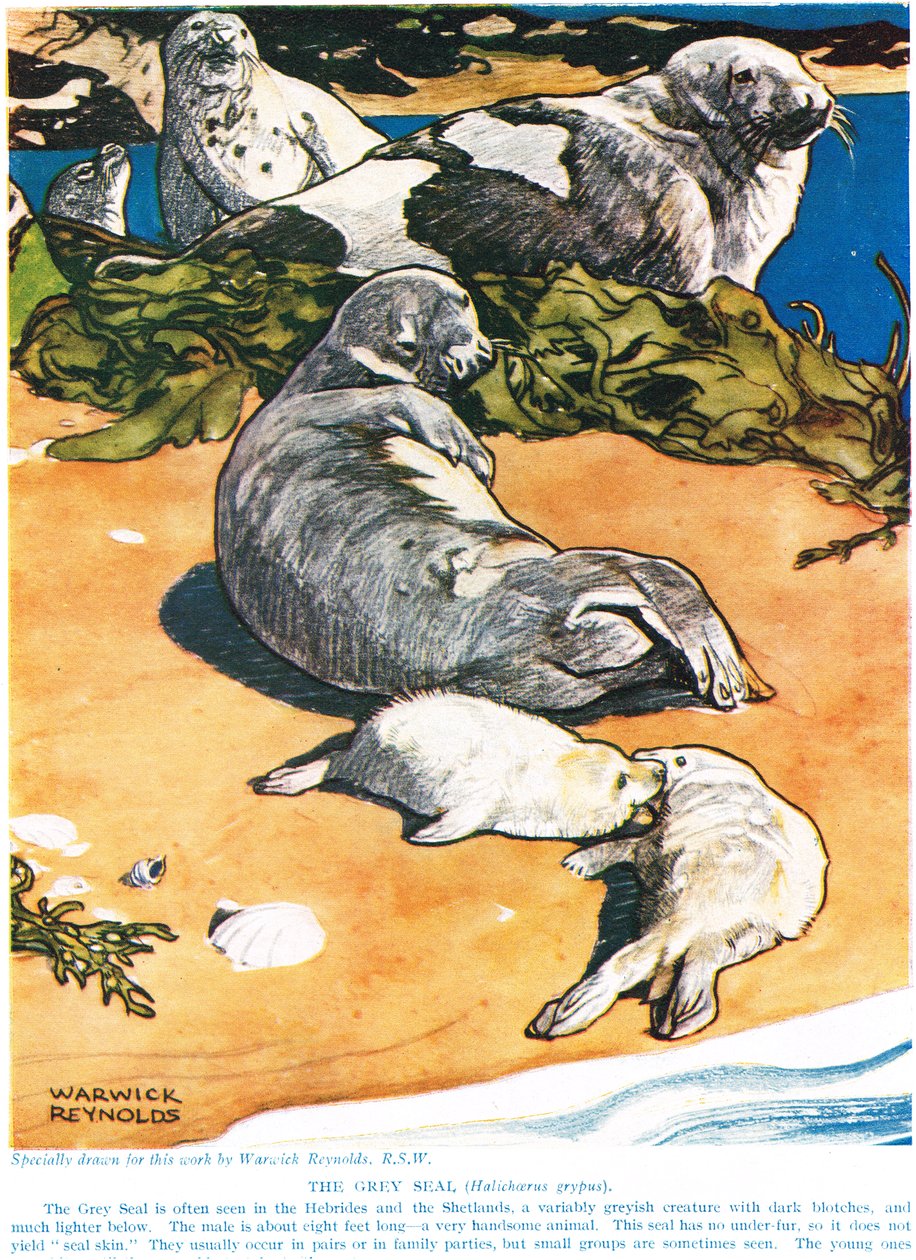 La foca gris, ilustración de 