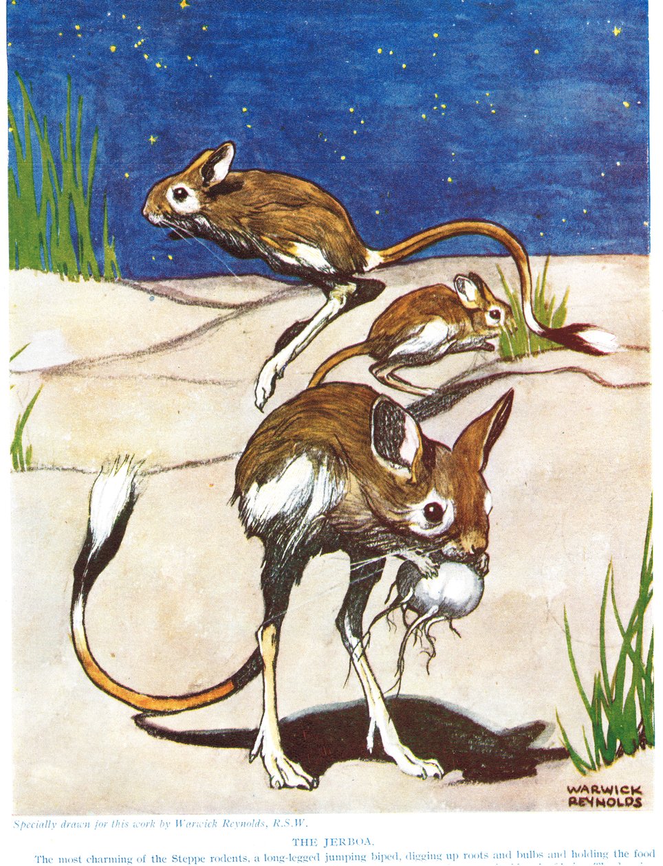 El jerbo, ilustración de 