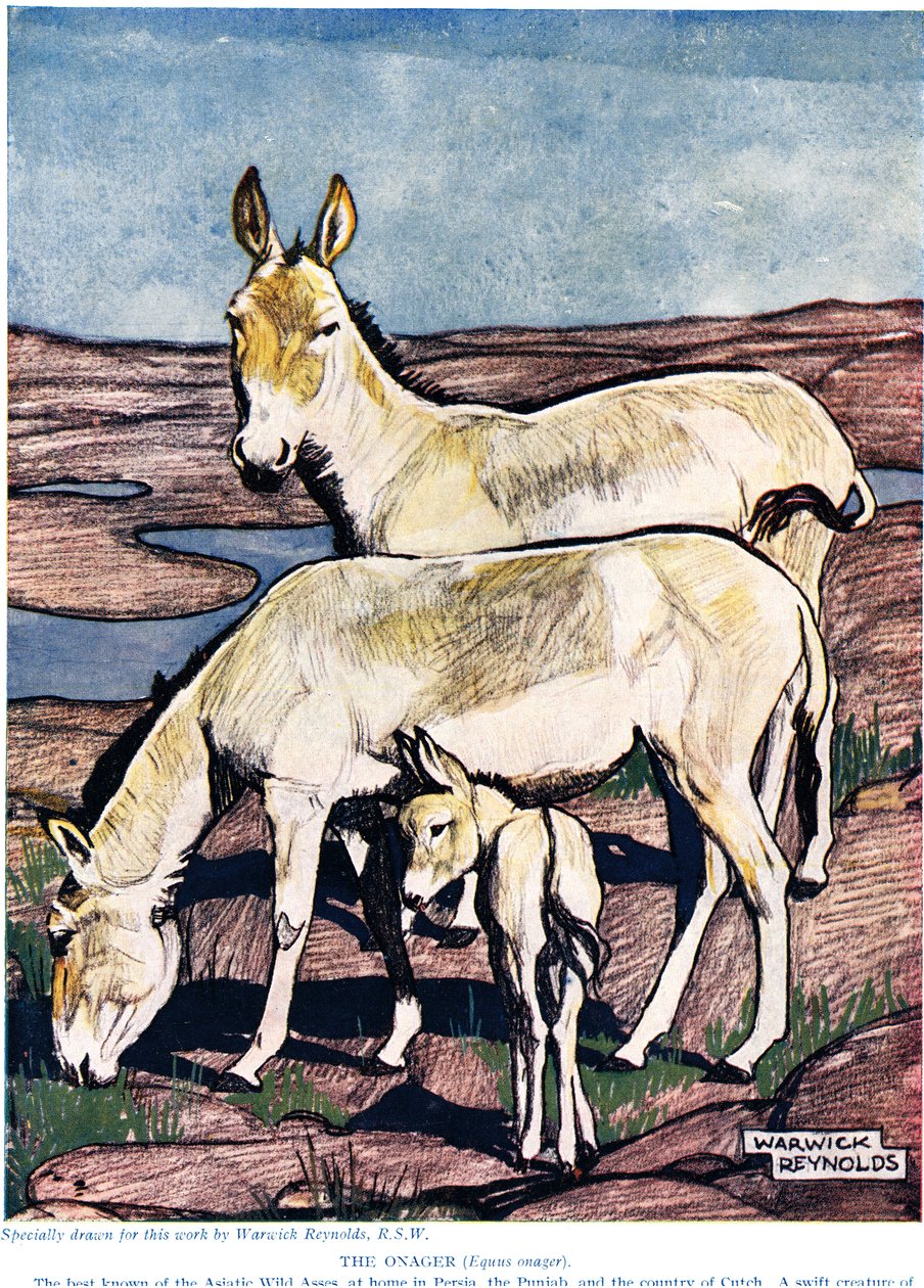 El Onagro, de 
