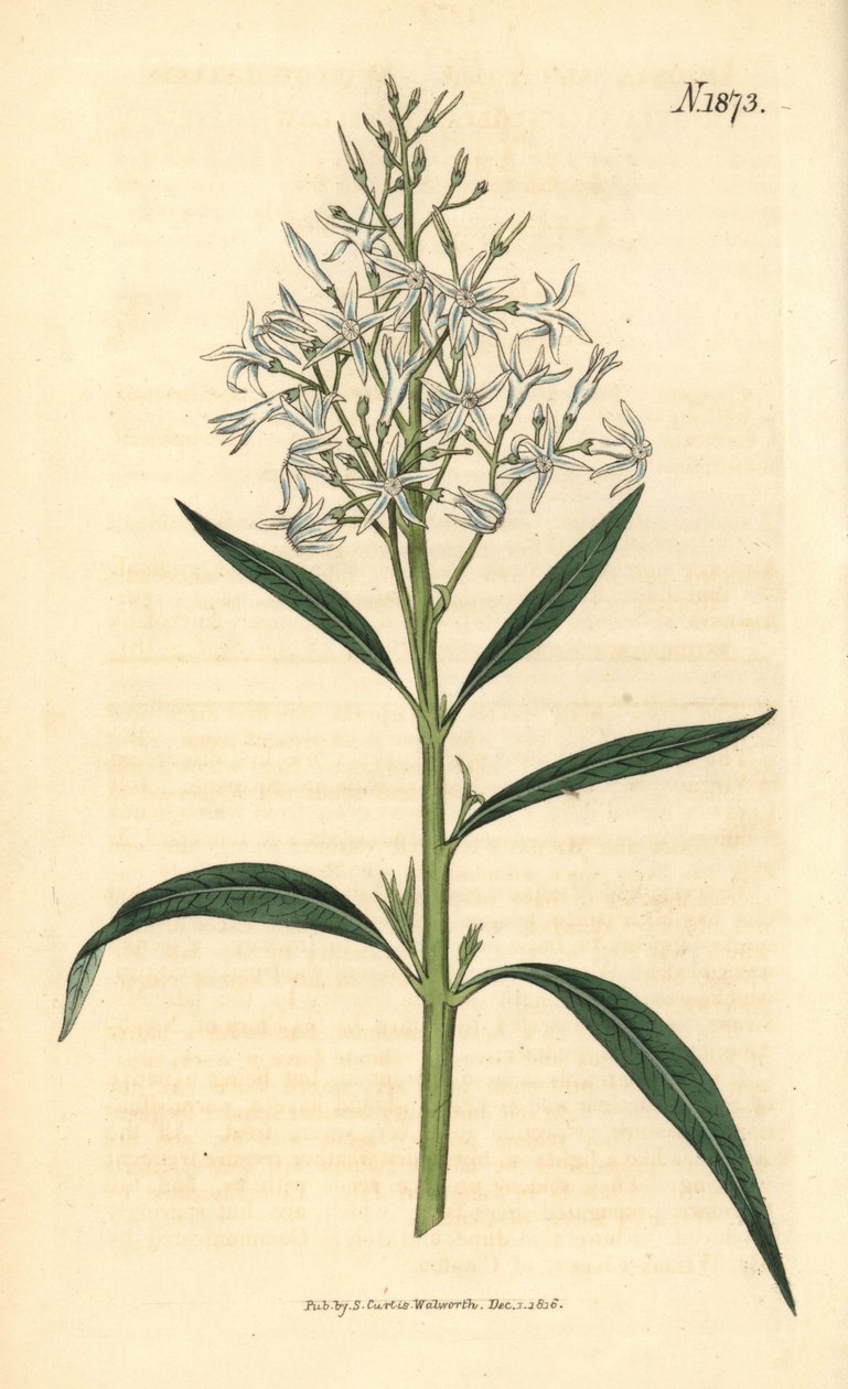 Amsonia azul - Amsonia tabernaemontana var. salicifolia (Amsonia de hojas de sauce, Amsonia salicifolia). Grabado botánico coloreado a mano por Weddell, tomado de la revista Curtis