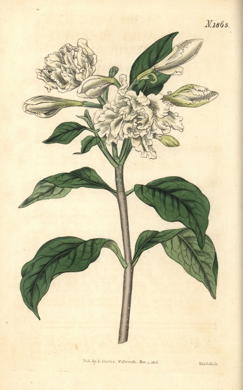 Corona de Nerón - Flor de molinete, Tabernaemontana divaricata (rosal de hoja ancha, Nerium coronarium). Grabado botánico coloreado a mano por Weddell, tomado de la revista Curtis