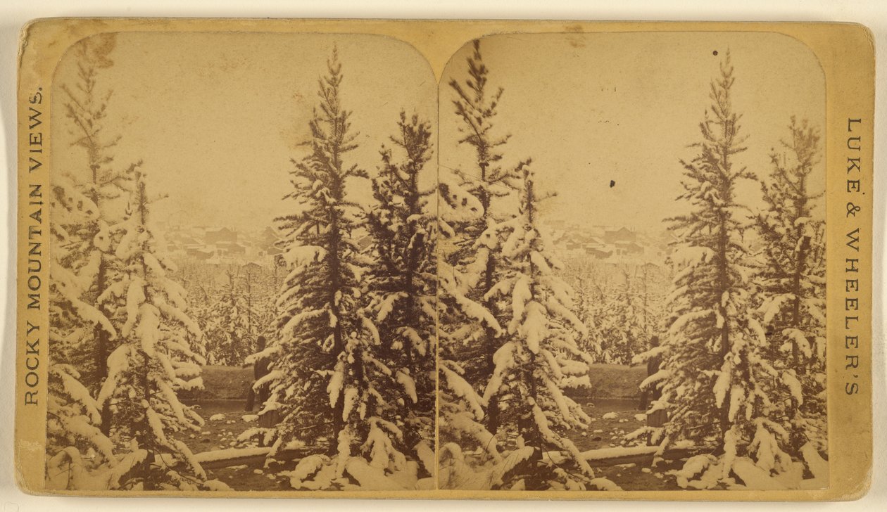 [Árboles con nieve, Leadville, Colorado] de Wellington O. Luke and Dansford Noble Wheeler