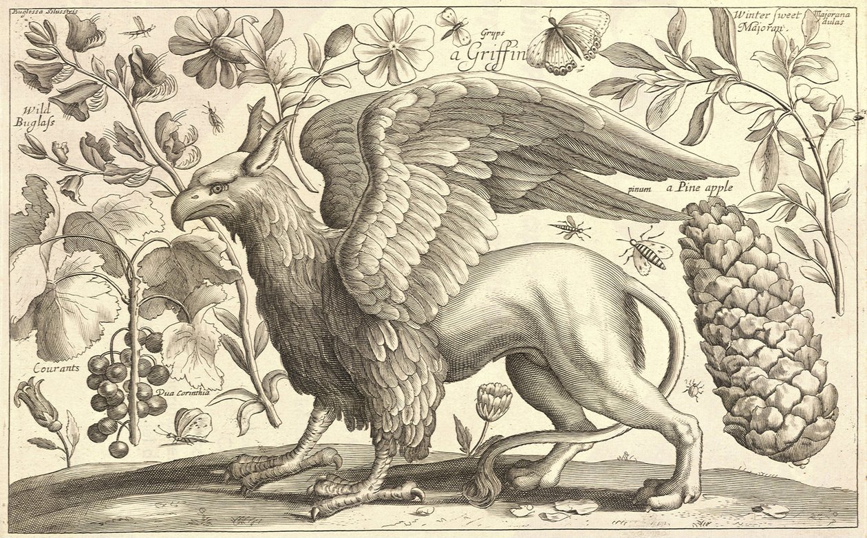 Un grifo de Wenceslaus Hollar