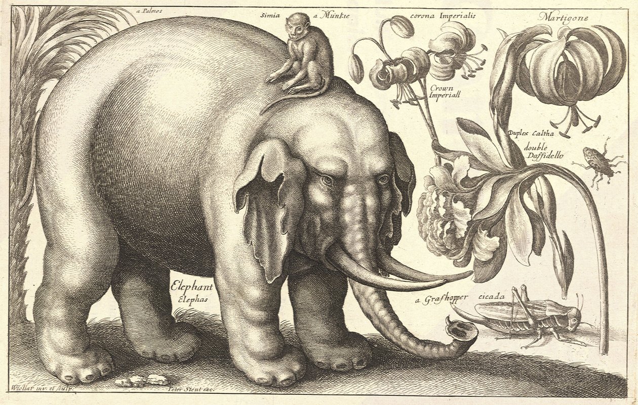 Elefante y flores. Estado 2 de Wenceslaus Hollar