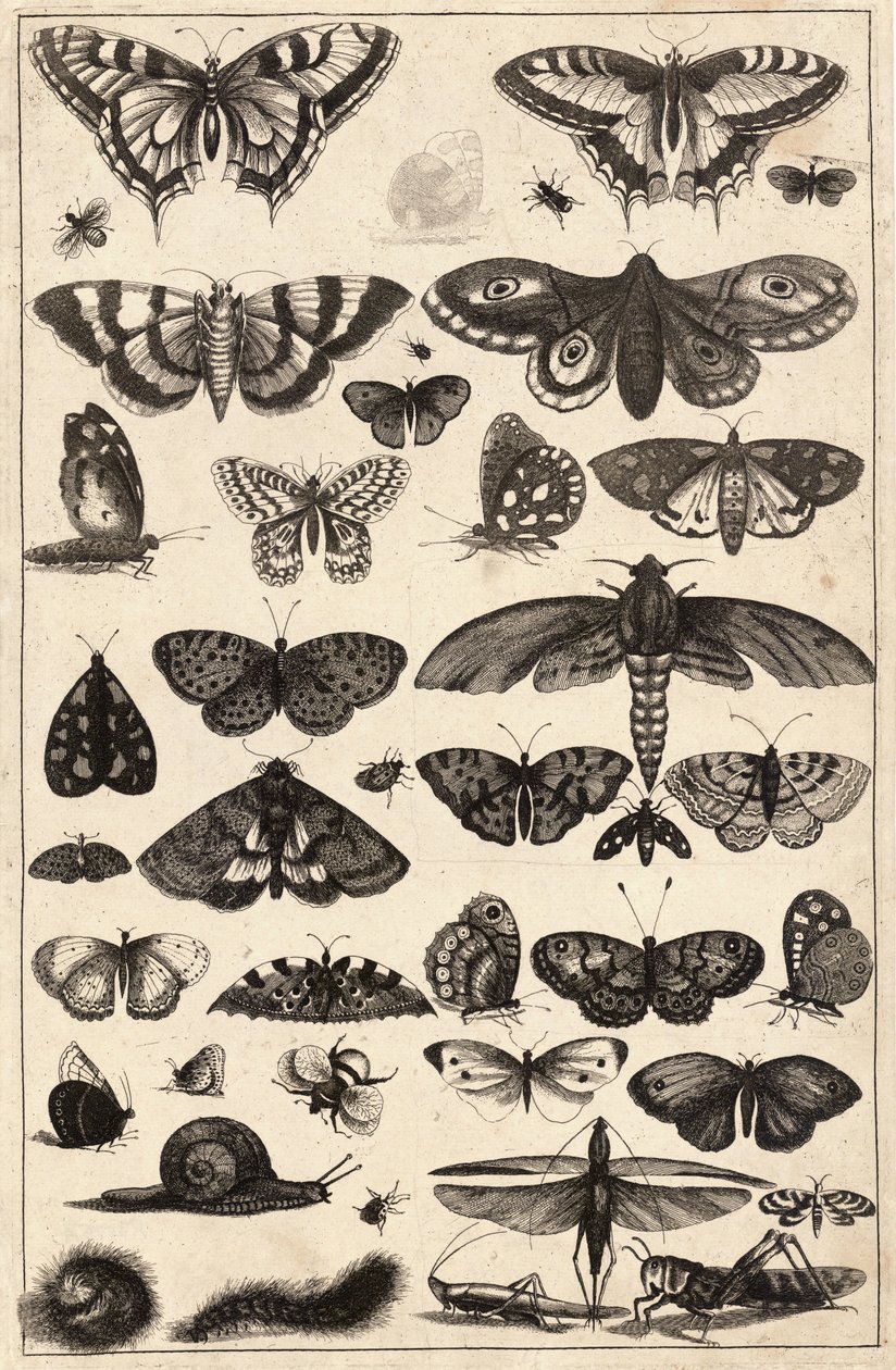 Cuarenta y un insectos de Wenceslaus Hollar