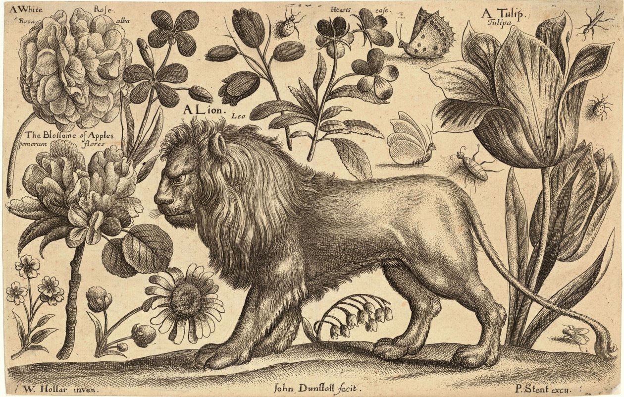 León y tulipán de Wenceslaus Hollar