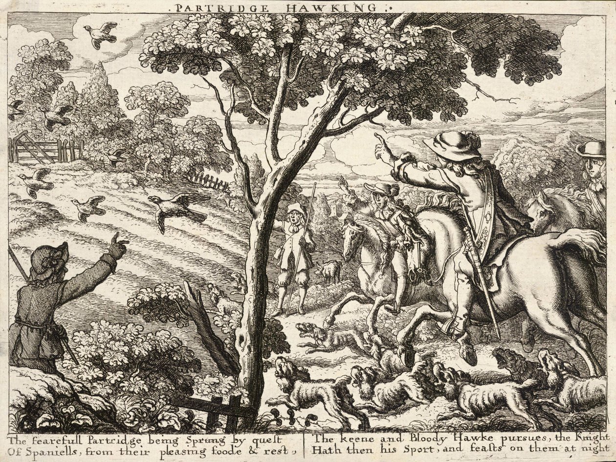 Cetrería de perdiz de Wenceslaus Hollar