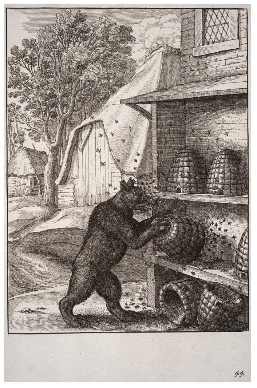 El oso y la miel de Wenceslaus Hollar