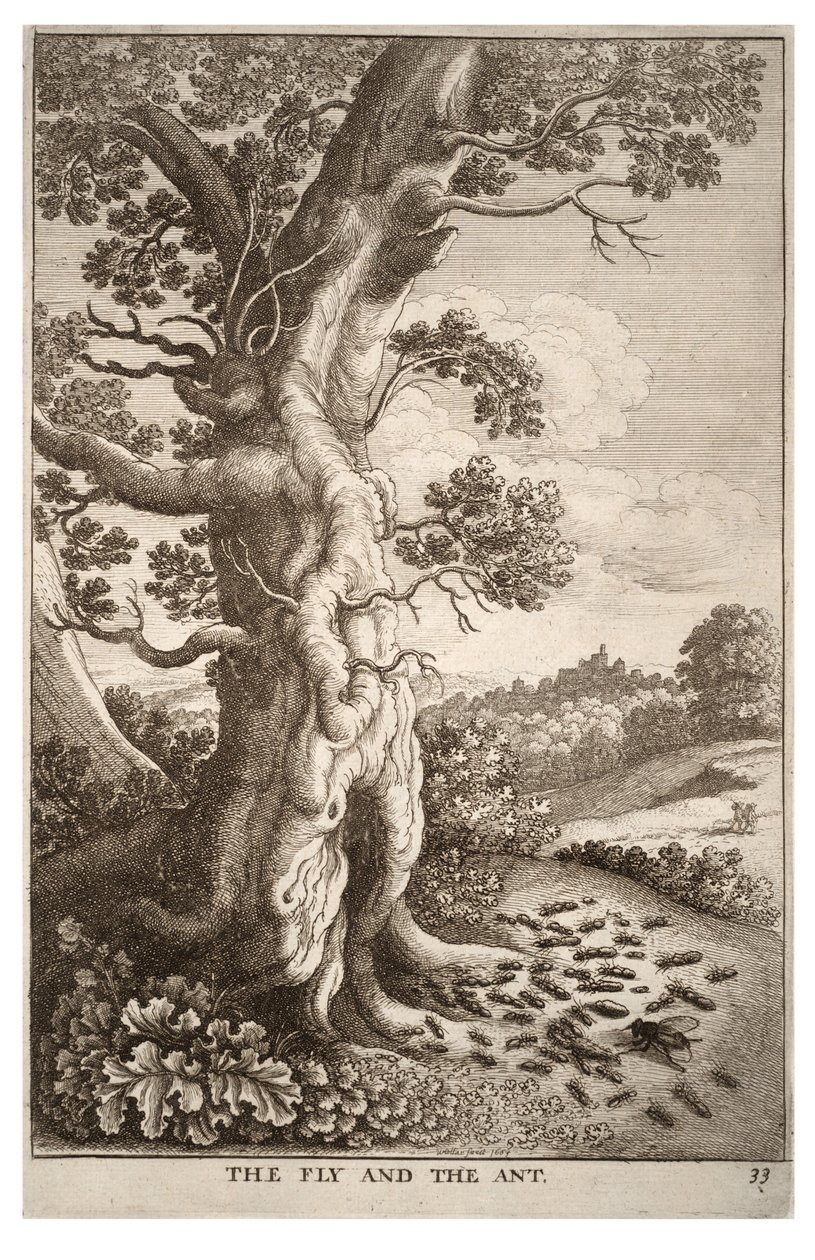 La mosca y la hormiga de Wenceslaus Hollar