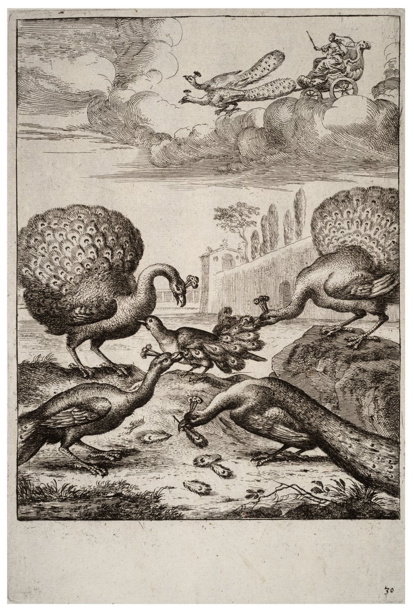 El arrendajo y los pavos reales de Wenceslaus Hollar