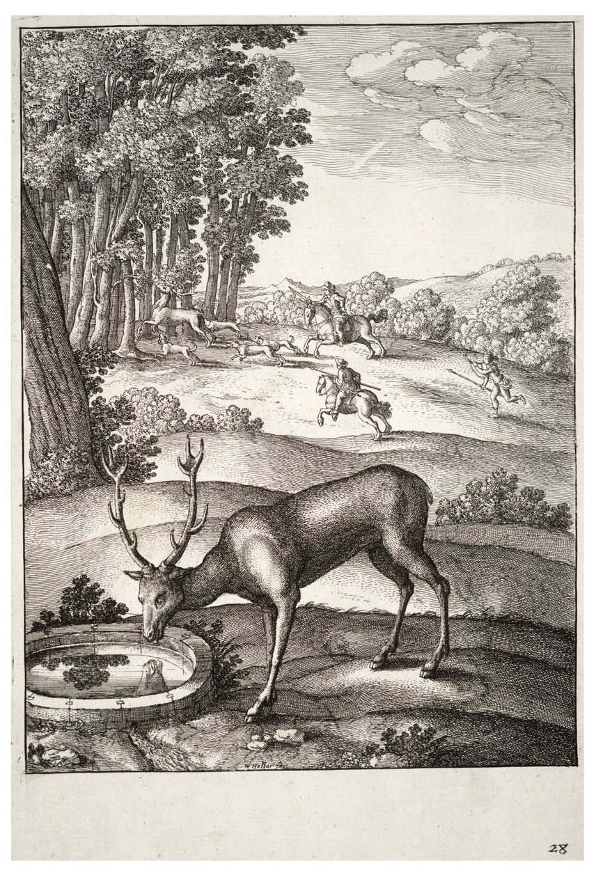 El ciervo. Estado 2 de Wenceslaus Hollar