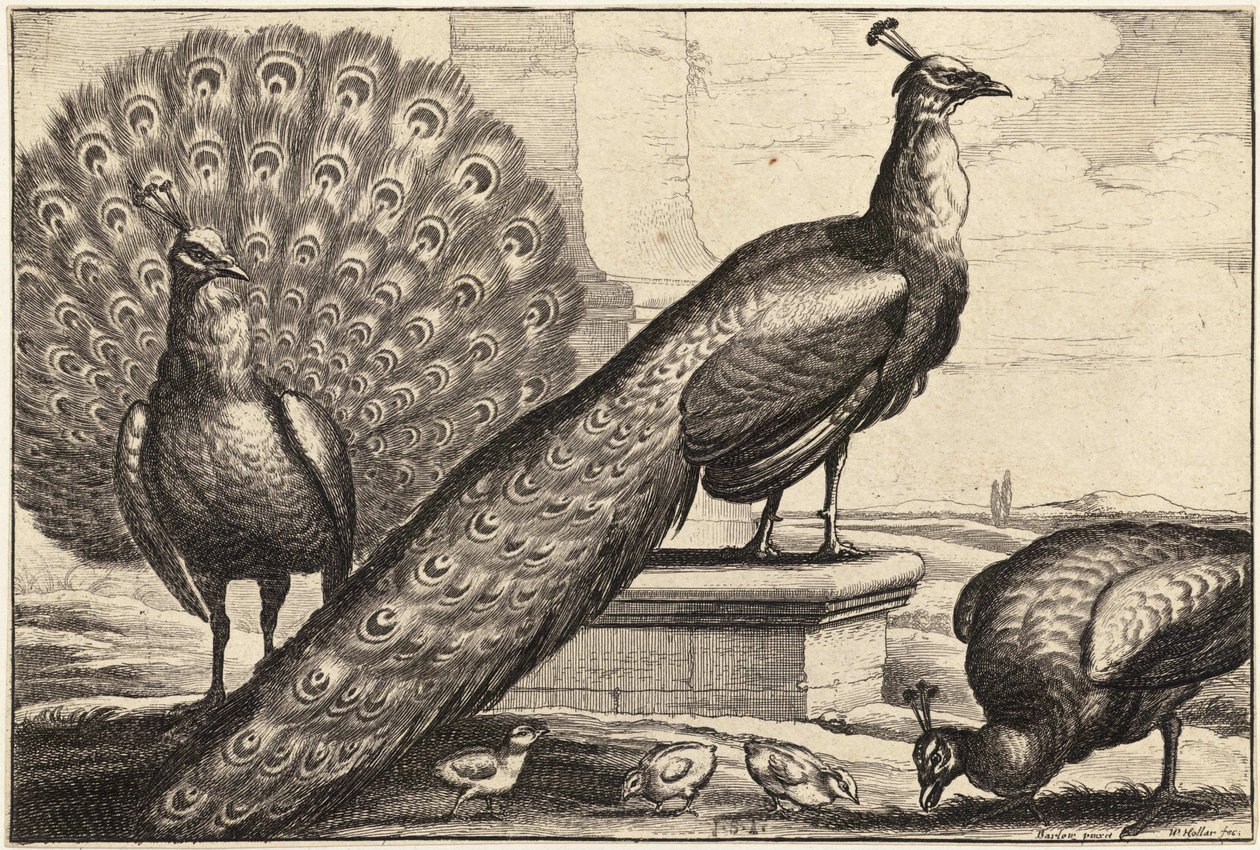 Tres pavos reales de Wenceslaus Hollar