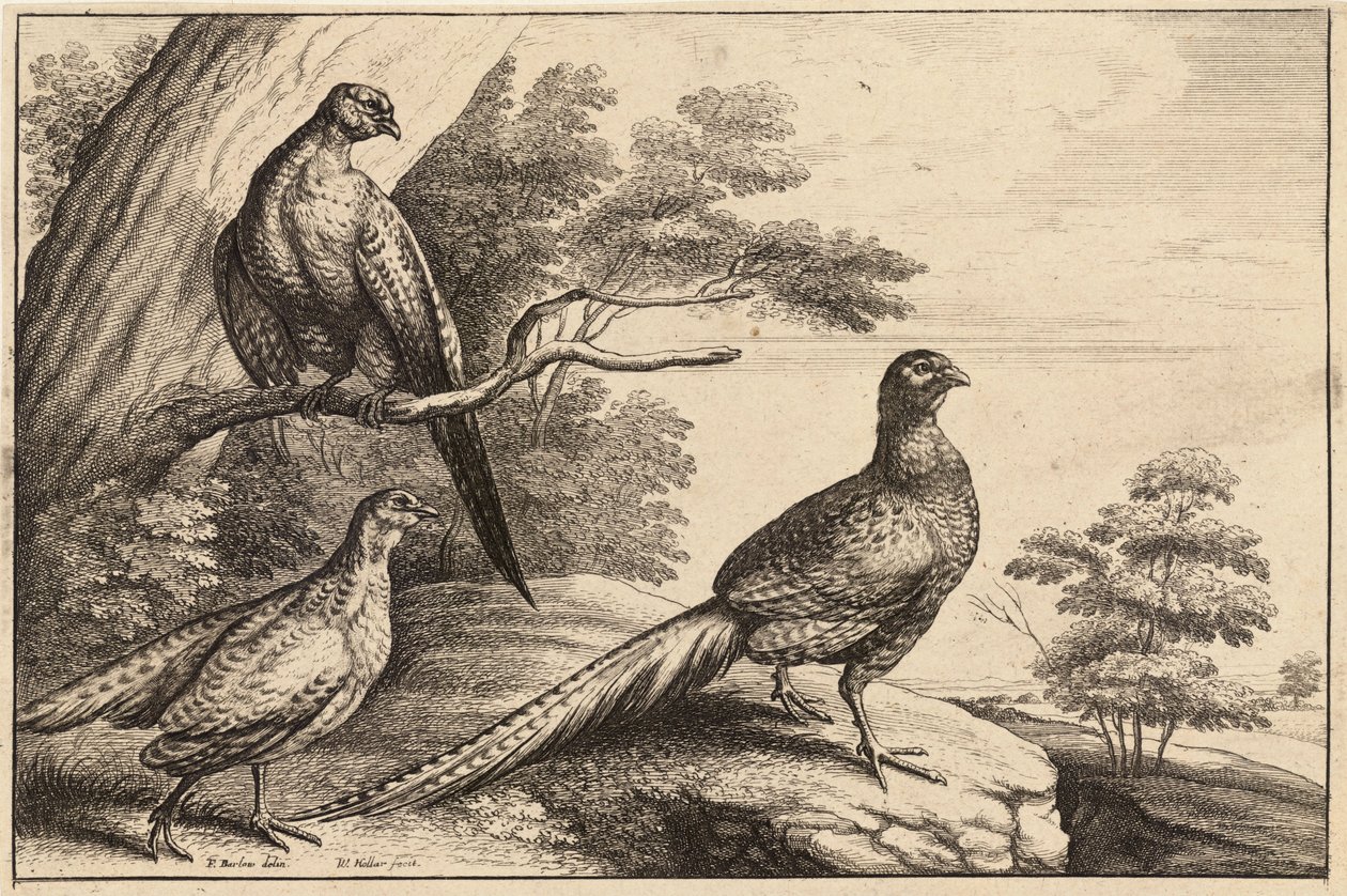 Tres faisanes de Wenceslaus Hollar