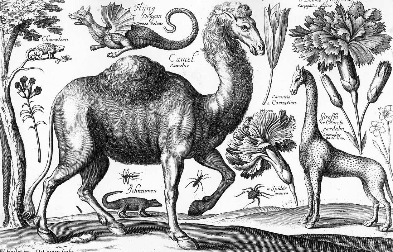 Animalium, Ferarum et Bestiarum, grabado por David Loggan de Wenceslaus (after) Hollar