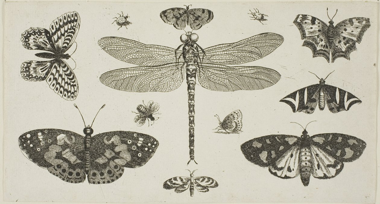 Una libélula, mariquitas y mariposas, de Diversae Insectorum...Figurae de Wenceslaus Hollar