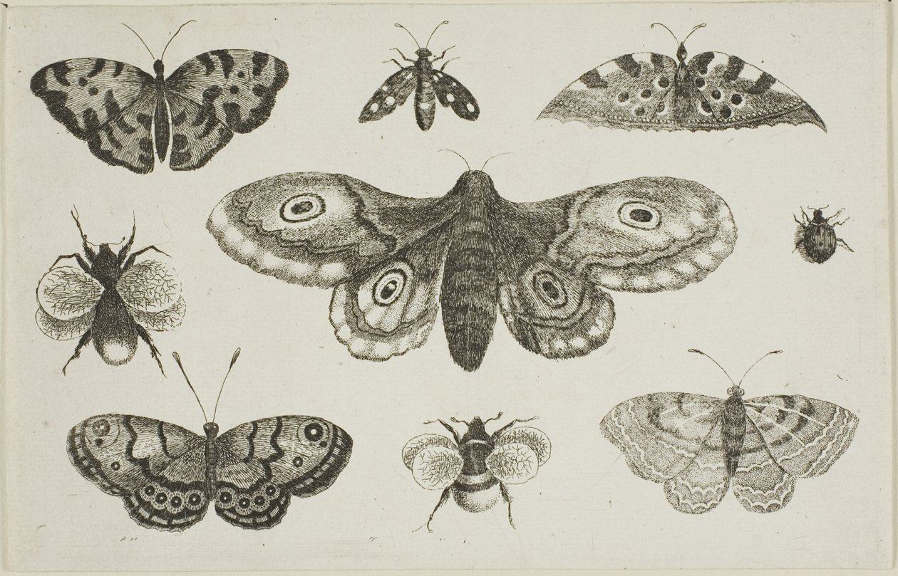 Una polilla, mariposas y abejas de Wenceslaus Hollar
