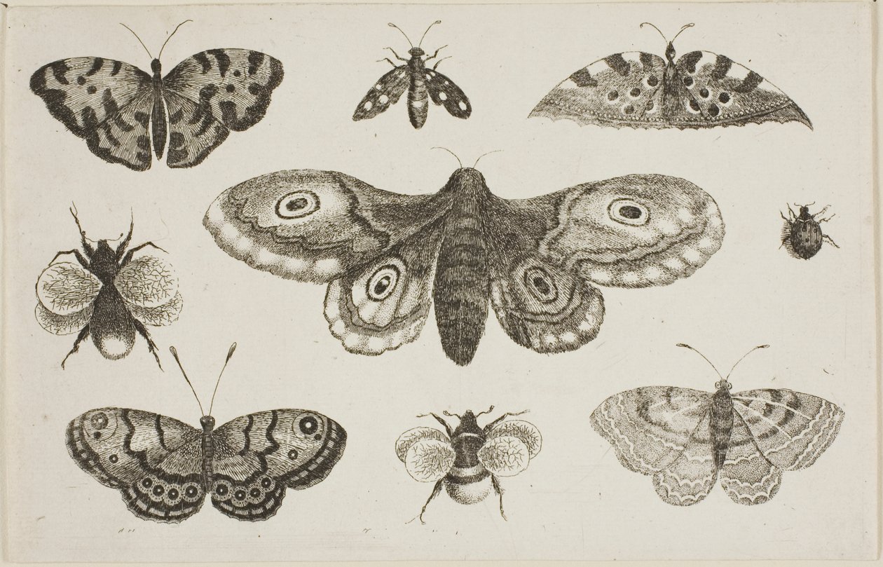 Una polilla, mariposas y abejas de Wenceslaus Hollar